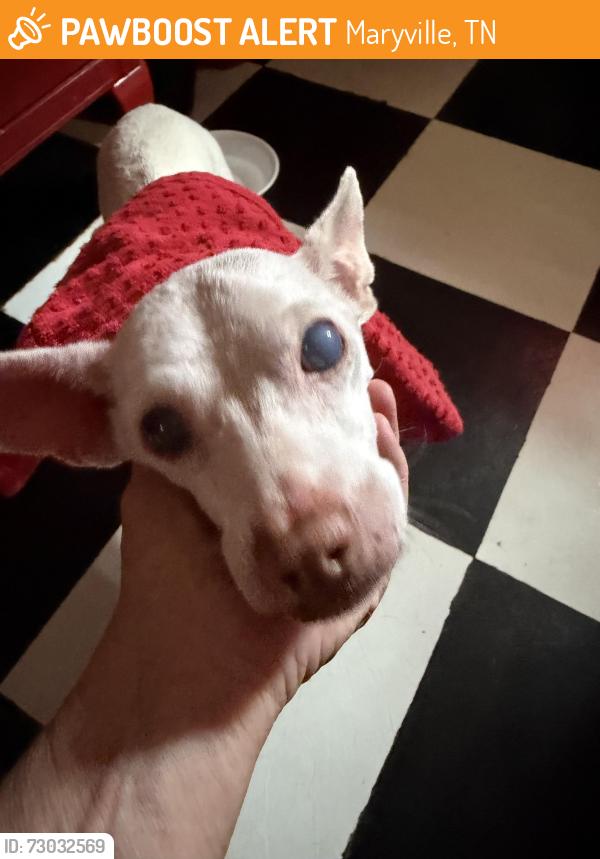 Found/Stray Male Dog last seen Allenwick, Maryville, TN 37801