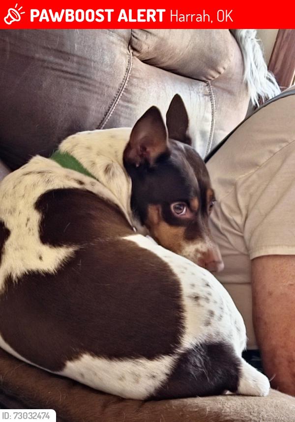 Lost Male Dog last seen Pine Crest and Britton Rd, Harrah, OK 73045