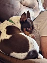 Lost Male Dog last seen Pine Crest and Britton Rd, Harrah, OK 73045