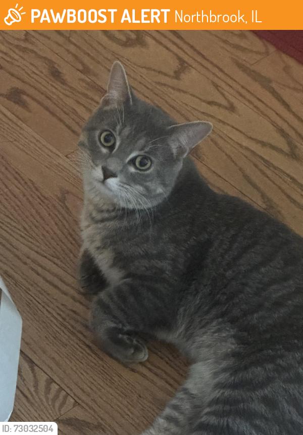 Found/Stray Male Cat last seen Dundee/Midway, Northbrook, IL 60062