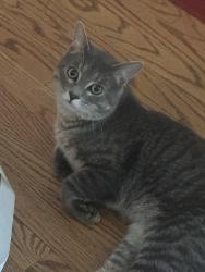 Found/Stray Male Cat last seen Dundee/Midway, Northbrook, IL 60062