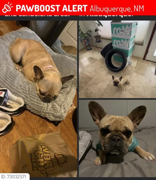 Lost Female Dog last seen San Mateo/ Menaul, Albuquerque, NM 87110