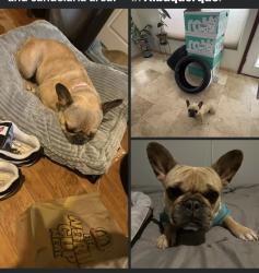 Lost Female Dog last seen San Mateo/ Menaul, Albuquerque, NM 87110
