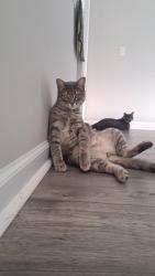 Lost Male Cat last seen Near deerfield drive , Jonesboro, GA 30238