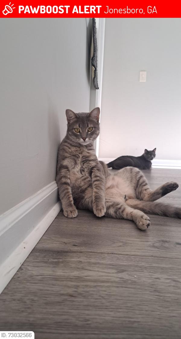 Lost Male Cat last seen Near deerfield drive , Jonesboro, GA 30238
