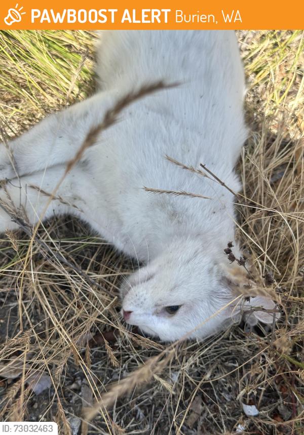 Found/Stray Unknown Cat last seen SR 518W about half mile before seattle exit, Burien, WA 98166