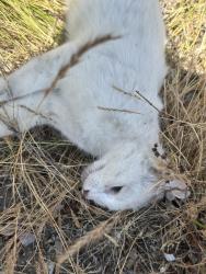 Found/Stray Unknown Cat last seen SR 518W about half mile before seattle exit, Burien, WA 98166