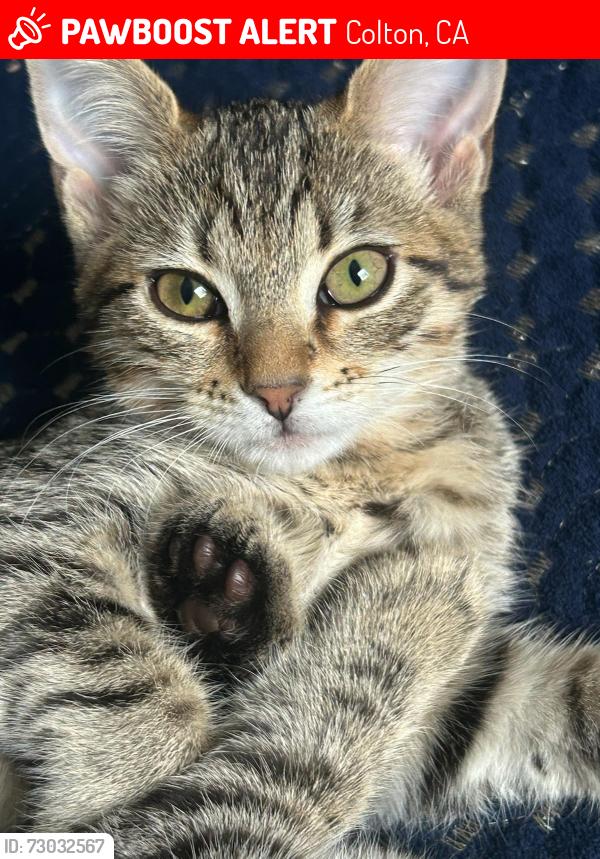 Lost Female Cat last seen Smokewood St. Colton, CA 92324, Colton, CA 92324