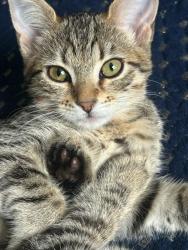 Lost Female Cat last seen Smokewood St. Colton, CA 92324, Colton, CA 92324