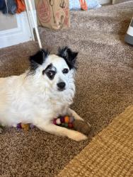 Lost Female Dog last seen Bushard &Ellis, Fountain Valley, CA 92708