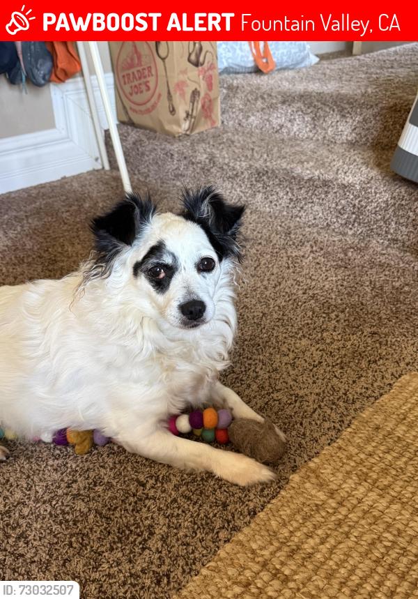 Lost Female Dog last seen Bushard &Ellis, Fountain Valley, CA 92708