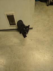 Lost Female Cat last seen Plains Church, Cranberry Township, PA 16066