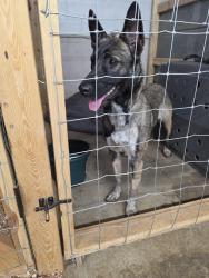 Found/Stray Female Dog last seen Enka high school, Candler, NC 28715