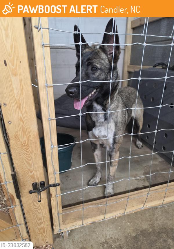 Found/Stray Female Dog last seen Enka high school, Candler, NC 28715