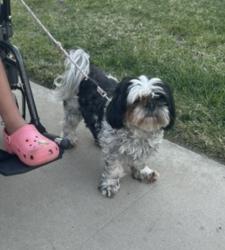 Reunited Female Dog last seen J street and Paseo Ranchero , Chula Vista, CA 91910