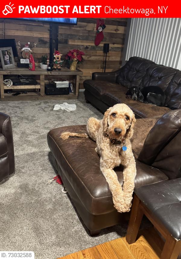Lost Male Dog last seen Mann Street Cheektowaga, Cheektowaga, NY 14206