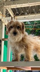 Reunited Male Dog last seen Near Firethorn St, Milpitas, CA 95035, USA, Milpitas, CA 95035