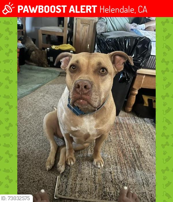 Lost Female Dog last seen Highway 395 & Helendale Road, Helendale, CA 92342