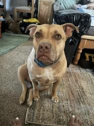Lost Female Dog last seen Highway 395 & Helendale Road, Helendale, CA 92342