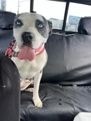 Found/Stray Female Dog last seen Near E 51st Ave, Denver, CO 80239, Denver, CO 80239