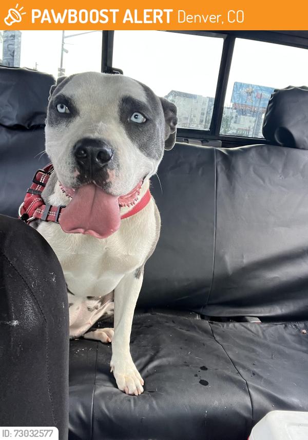 Found/Stray Female Dog last seen Near E 51st Ave, Denver, CO 80239, Denver, CO 80239