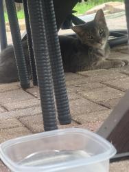 Found/Stray Male Cat last seen Trinity west , Trinity, FL 34655