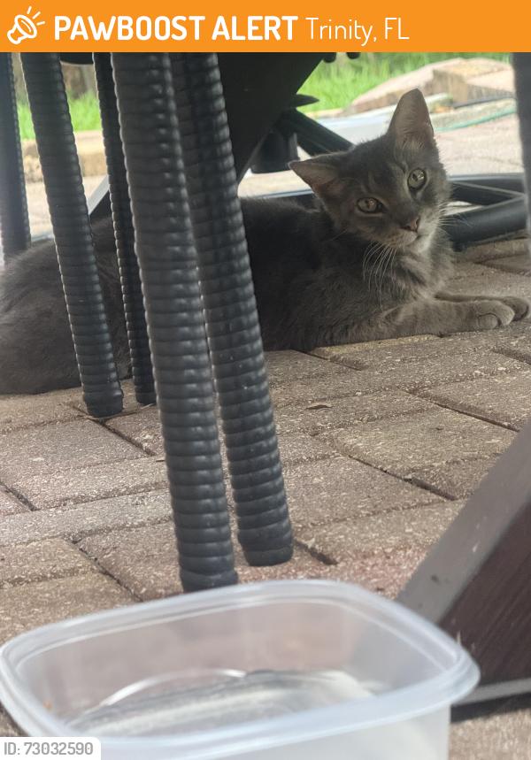 Found/Stray Male Cat last seen Trinity west , Trinity, FL 34655