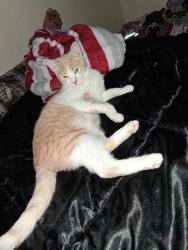 Lost Male Cat last seen Ball St., Seguin, TX 78155