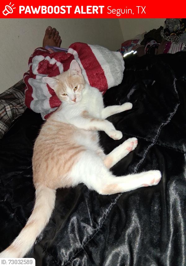 Lost Male Cat last seen Ball St., Seguin, TX 78155