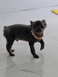 Reunited Male Dog last seen Us1 and Northlake, Lake Park, FL 33403