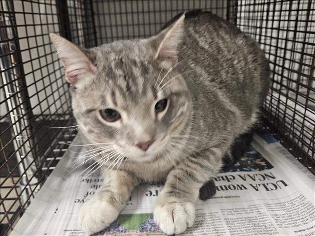 Shelter Stray Unknown Cat last seen , 14409 Vanowen St, Van Nuys, CA 91405, USA