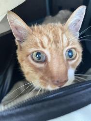 Shelter Stray Male Cat last seen HAMILTON CO, 2600 S Harding St, Indianapolis, IN 46221, USA
