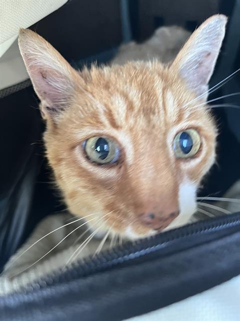 Shelter Stray Male Cat last seen HAMILTON CO, 2600 S Harding St, Indianapolis, IN 46221, USA