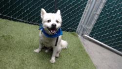 Shelter Stray Male Dog last seen , 11258 Garfield Ave, Downey, CA 90242, USA