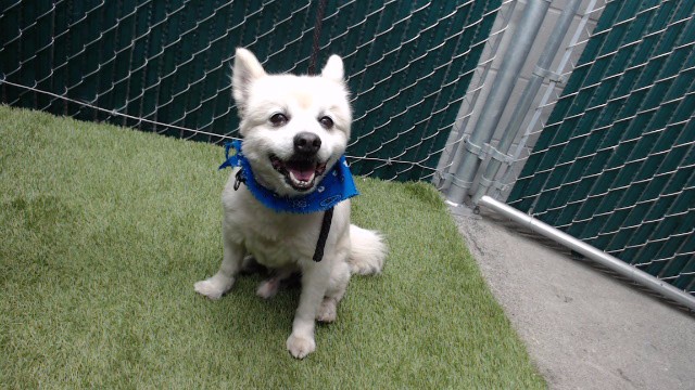 Shelter Stray Male Dog last seen , 11258 Garfield Ave, Downey, CA 90242, USA