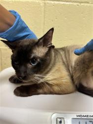 Shelter Stray Male Cat last seen TISDALE WAY & TORRANCE AVE, 2127 Front St, Sacramento, CA 95818, USA