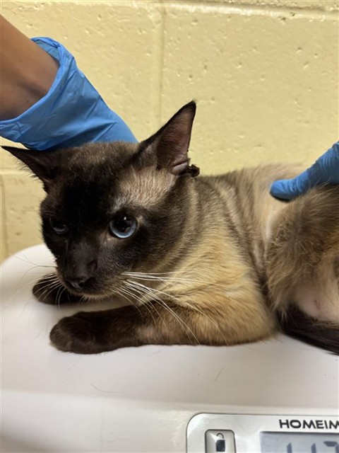 Shelter Stray Male Cat last seen TISDALE WAY & TORRANCE AVE, 2127 Front St, Sacramento, CA 95818, USA