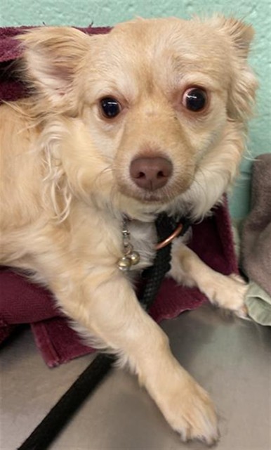Shelter Stray Male Dog last seen JIBBOOM ST & RAILYARDS BLVD, 2127 Front St, Sacramento, CA 95818, USA