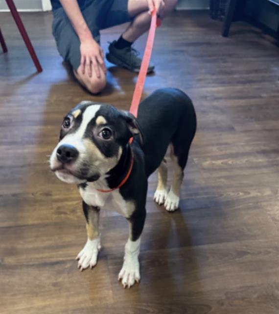 Shelter Stray Male Dog last seen OUTLET MALL IN WESLEY CHAPEL, 19640 Dogpatch Ln, Land O' Lakes, FL 34638, USA