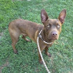 Shelter Stray Male Dog last seen Near BLK DE FOREST AVE, LONG BEACH, CA 90805, 7700 E Spring St, Long Beach, CA 90815, USA