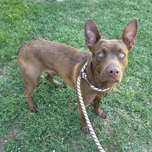 Shelter Stray Male Dog last seen Near BLK DE FOREST AVE, LONG BEACH, CA 90805, 7700 E Spring St, Long Beach, CA 90815, USA