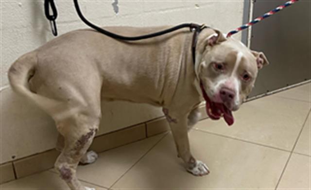 Shelter Stray Male Dog last seen SR54 AND MEADOW POINTE, 19640 Dogpatch Ln, Land O' Lakes, FL 34638, USA
