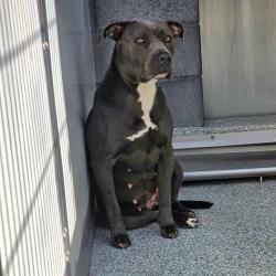 Shelter Stray Female Dog last seen Near BLK OF ORANGE, LB CA 90805, 7700 E Spring St, Long Beach, CA 90815, USA