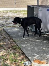 Shelter Stray Male Dog last seen SR-52 & MOONLAKE RD, 19640 Dogpatch Ln, Land O' Lakes, FL 34638, USA