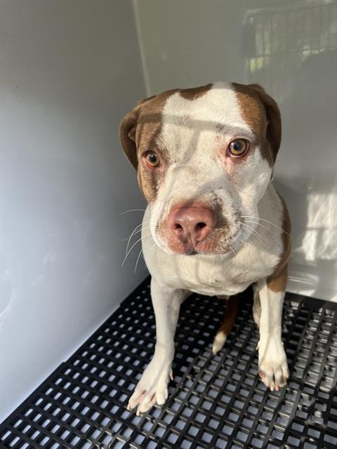 Shelter Stray Male Dog last seen KAREN DRIVE, 19640 Dogpatch Ln, Land O' Lakes, FL 34638, USA