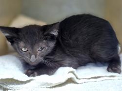 Shelter Stray Female Cat last seen , 216 W Victoria St, Gardena, CA 90248, USA