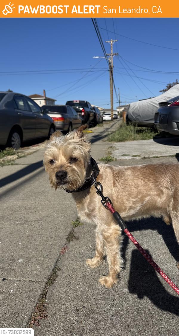 Found/Stray Male Dog last seen Belvedere and Tiburon, San Leandro, CA 94577