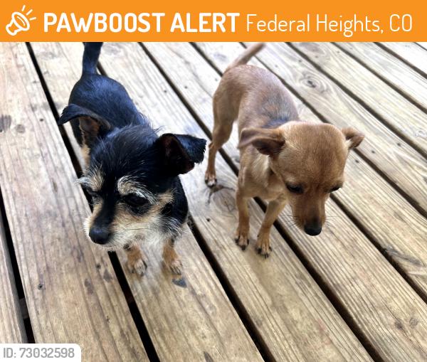 Found/Stray Unknown Dog last seen Near y Bryant drive, Federal Heights, CO 80260
