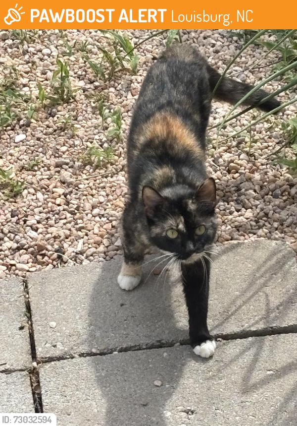 Found/Stray Female Cat last seen NC-56 and NC-581, Louisburg, NC 27549