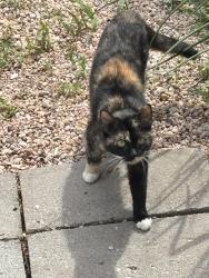 Found/Stray Female Cat last seen NC-56 and NC-581, Louisburg, NC 27549